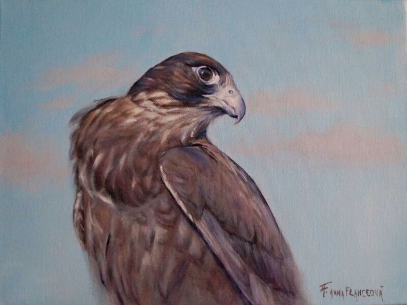 Taisa - Tmavý sokol rároh, ♀